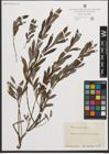 Foto von Salix purpurea L.